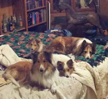 Nope! Not my bed anymore!
(front to back) Jody, Dixie, Ida, and F-kap