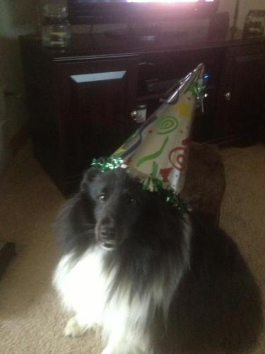 Not so Happy 2nd Birthday- the cone hat for this year's picture did not go over so well.