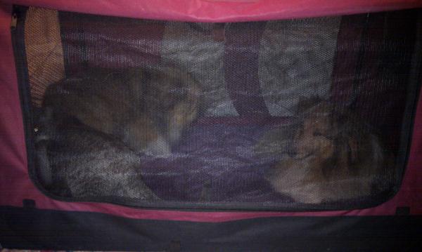Oh the humilation of visiting the relatives - having to sleep with the cat!