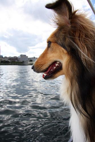 on the sailboat watching out for seals!