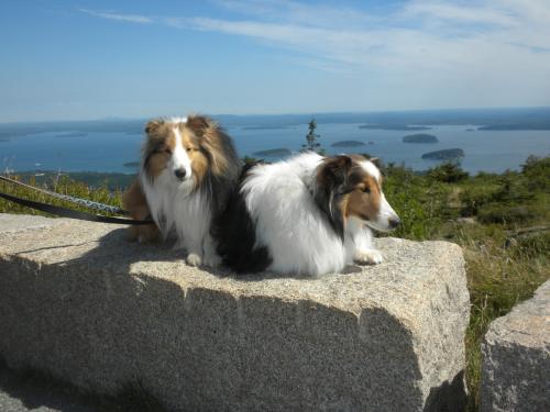 On top of Cadillac Mountain