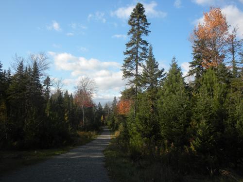 one of the main trails in the forest