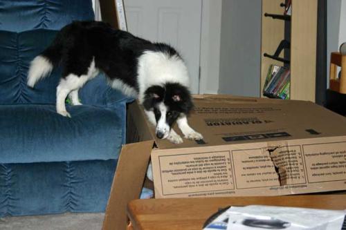Ooops the box is tearing... not a little puppy anymore!