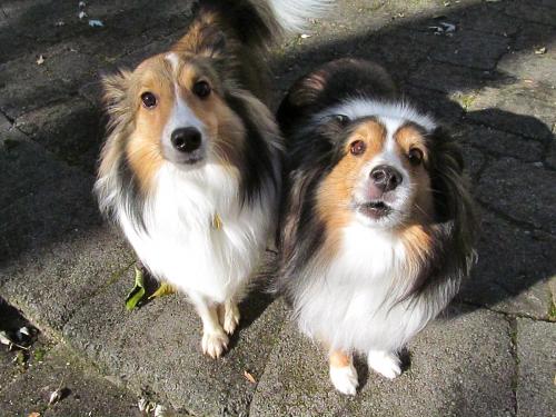 Our agility guy Bentley (NVSR, 2009) and Murphy sit at my feet waiting patiently for a treat.
