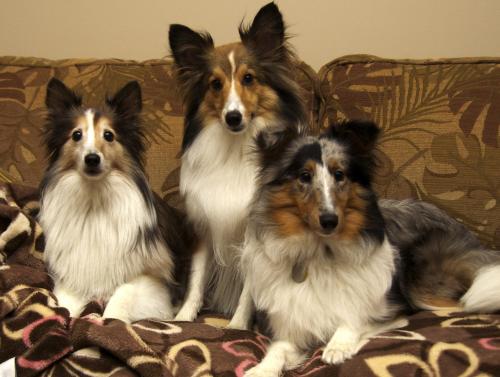 Our beloved Sassafras (left) crossed the Rainbow Bridge in October 2010. Next to her is our rescue boy Bentley and our little nut job Zoey.