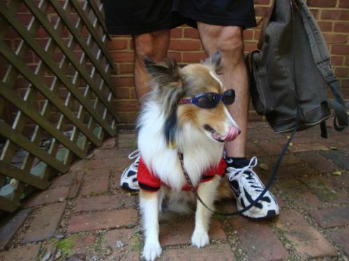 Our handsome Bentley showing off his Maryland Terps gear and new sunglasses at a fundraiser in April 2012 to benefit the Northern Chesapeake Sheltie R