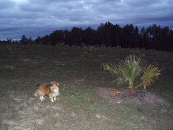 Our last Sunday trip to the Arboretum until the warmer weather sets in.  Don't want a little sheltie to be blown off the mountain.