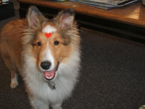 Our local antique store was sticking hearts on everyone who came through the door on Valentine's Day. It's a dog-friendly shop, so Shadow got one too!