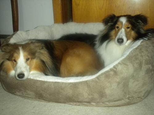 Our new birthday bed.  We love it!
(Bailey's birthday is Jan. 8 and Joey's is Jan. 18)