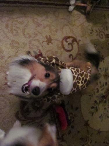 Our newest member Hannah banana is thrilled that Sassy's old Halloween costume fits her to a T!