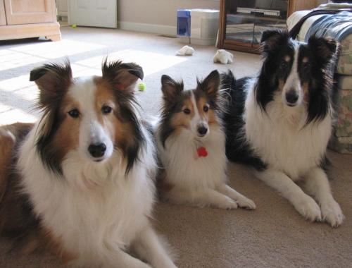 Our original trio - from left is Cody, Sassafras and Elvis. What a motley crew, but so full of love.