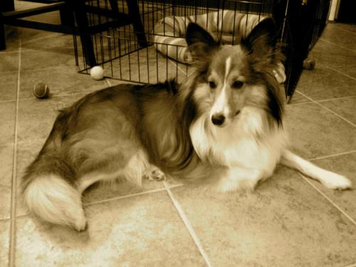 Our sweetie Bentley chillin in the kitchen after dinner. I used the "antic" setting in iPhoto for this shot. Makes him look so elegant.