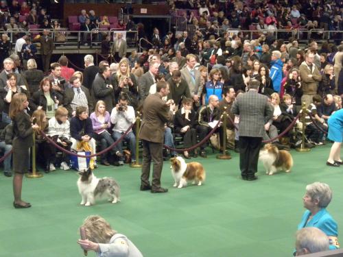 part of the Sheltie line-up
Annie is in the middle and Cirque is to the right