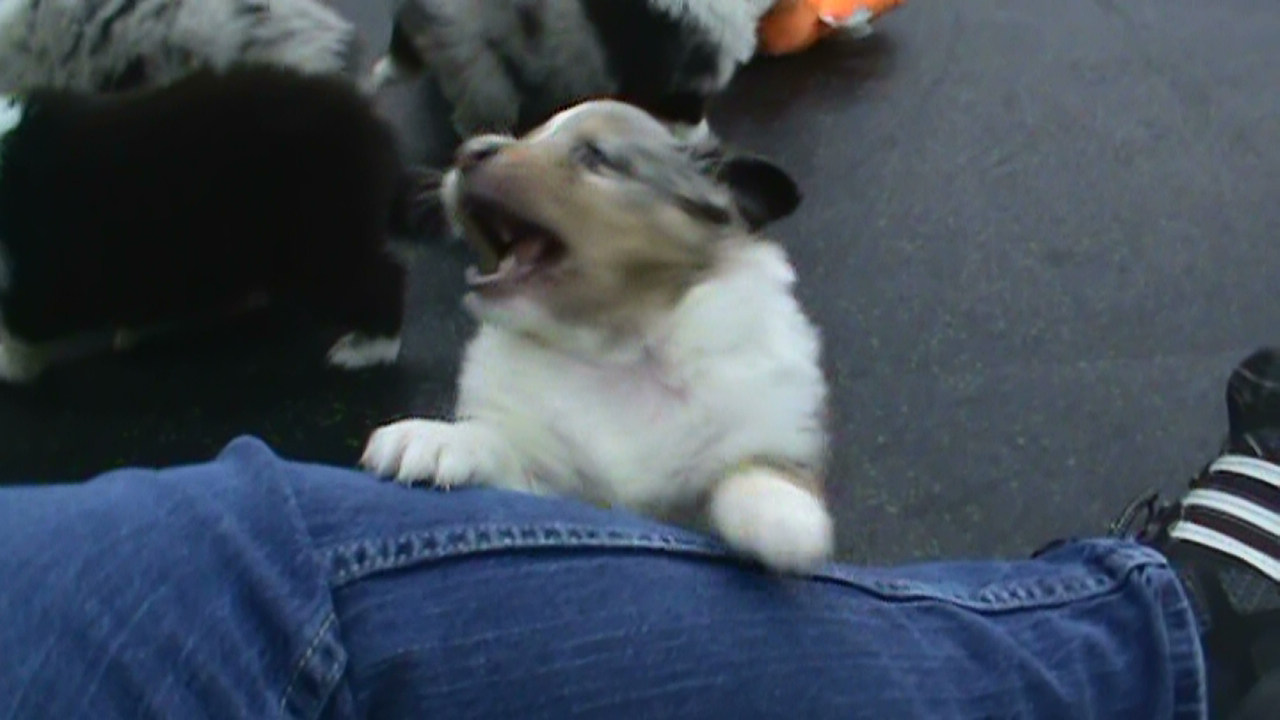 Pay attention to Meeee!