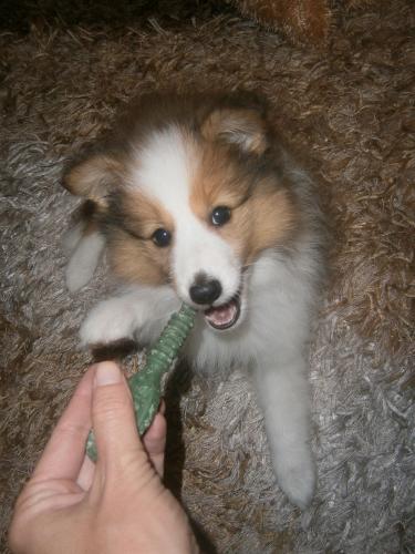 Pepper 8 weeks