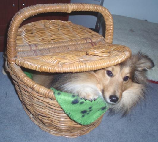 Picnic puppy
