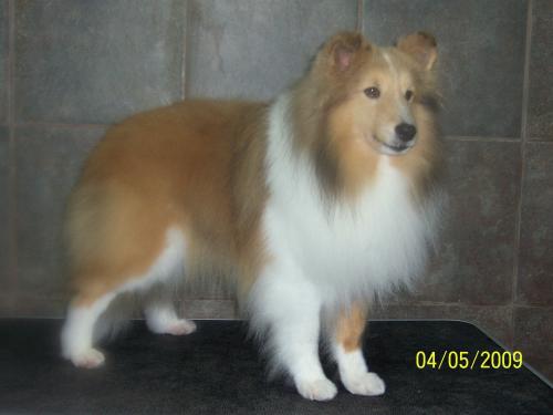 Pike-sable merle