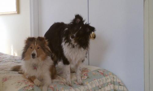 Piper & Logan (Tri)