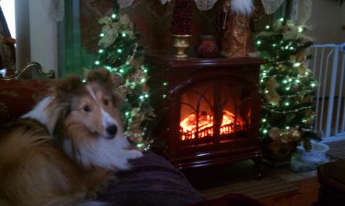 Piper's 3rd Christmas
