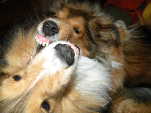Play?