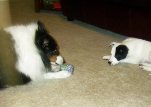 Playing (or taunting) with our border collie puppy Daisy. November 2003.