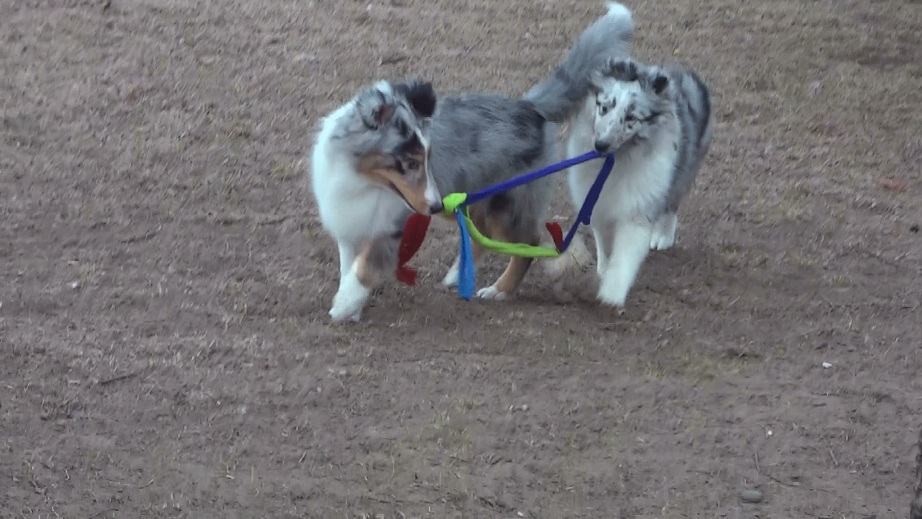 Playing tug with Ash