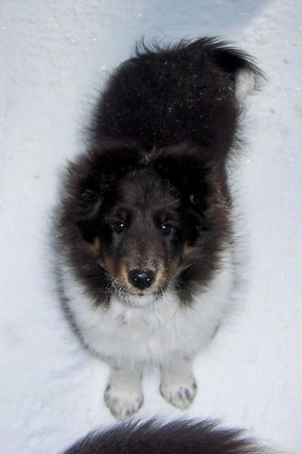Porter at 10 1/2 wks