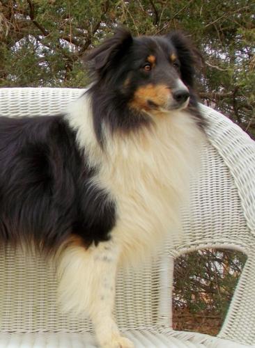 Prince Chester Augustus of Providence Ridge "Gus"