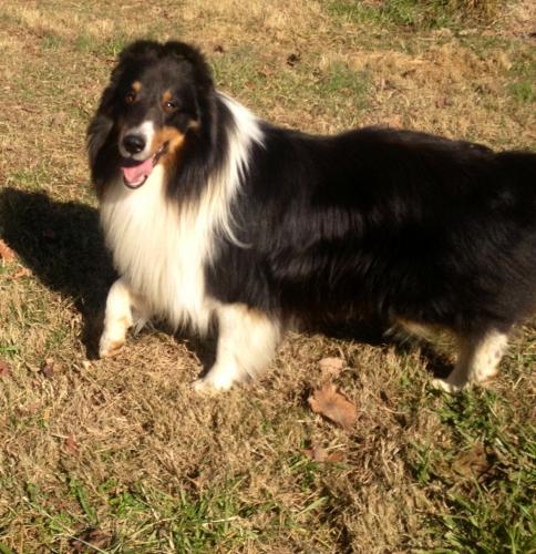 Prince Chester Augustus of Providence Ridge
