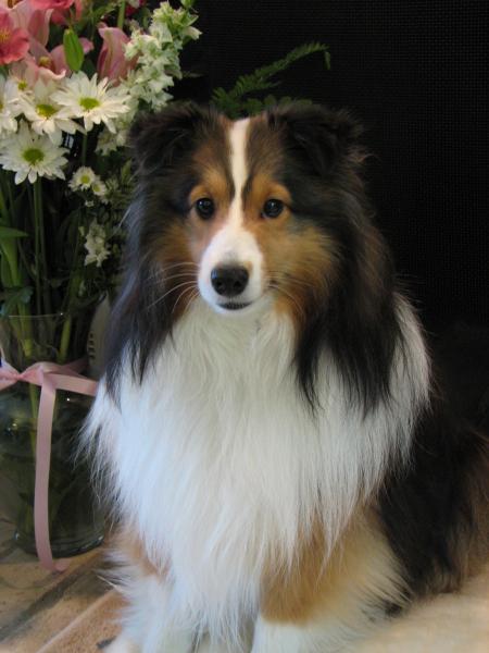 Princess Pixie