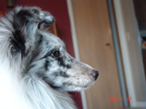 profile of Ember