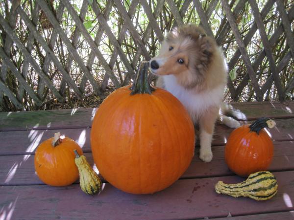Pumpkin Trouble