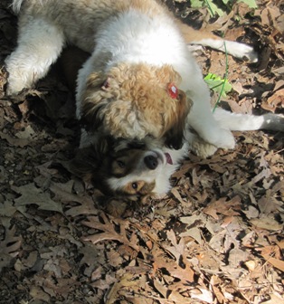 puppy love