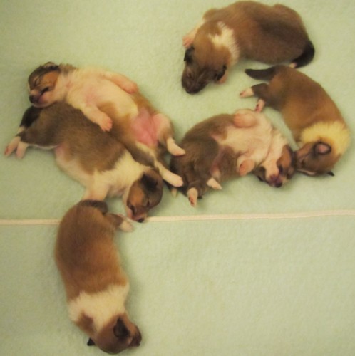 Pups drunk on Mothers milk !!