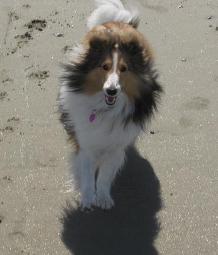 Pyper...first time at the beach!