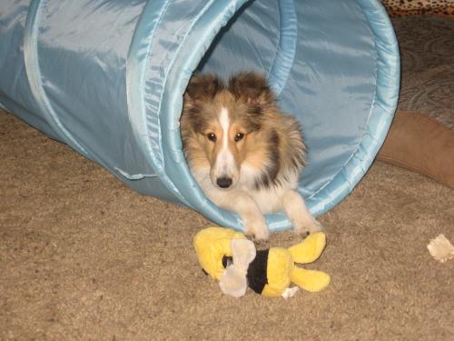 Pyper in the tunnel