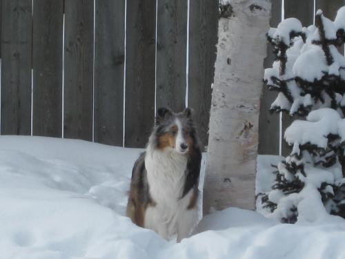 Queen of the forest