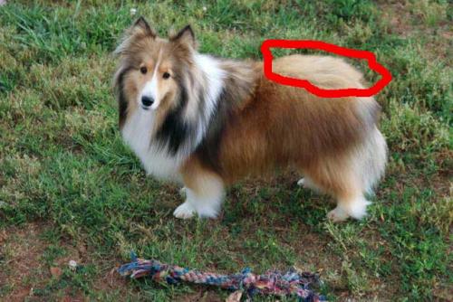 Red line area is bad hair