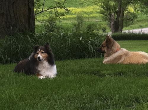 Relaxing in the shade.