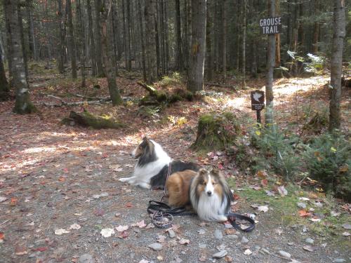 resting in front of the Grouse Trail