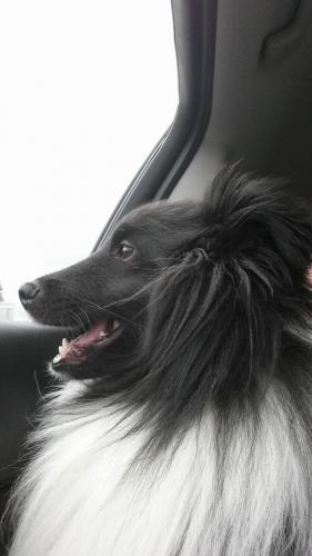 Road trip!  Heading to Bar Harbor.