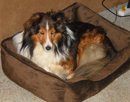 Rocky Roo in his gel bed