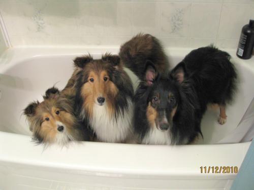 Rub a dub dub, 3 shelties in a tub :)