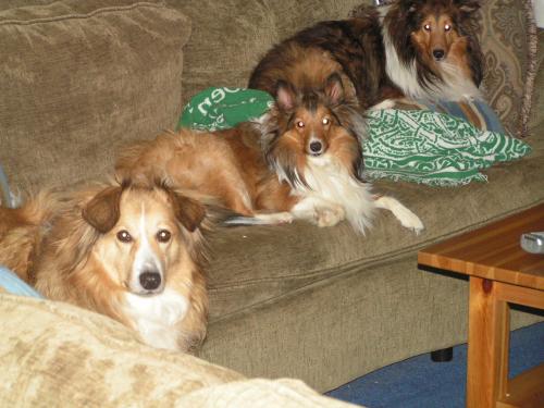 Rudy, Petie and Shanie