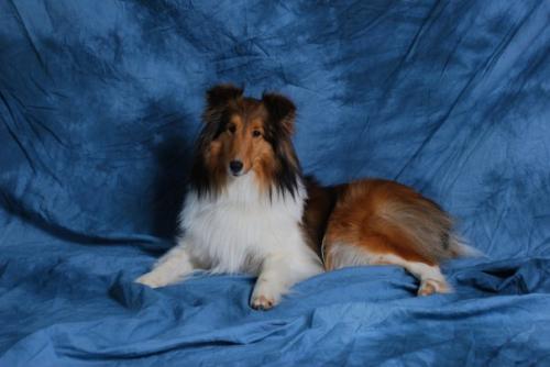 Sadie - 2 1/2 years old