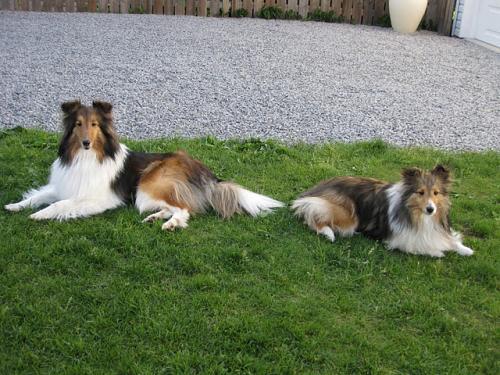 Sadie and Ginny the Sheltie Sisters