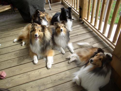 Sadie and Ginny's sheltie family.

Sadie is on the right, in the front.

Behind Sadie is Ginny and the big boy next to her is her brother Brodie.
