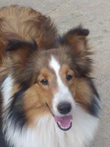 Sadie... "Wanna play?" 7 months old