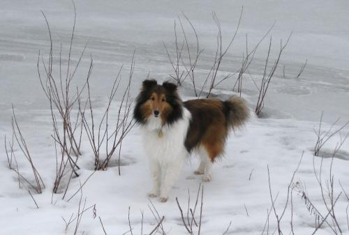 Sadie