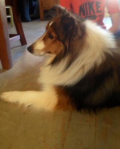 Sadie